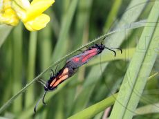 Zygaena-nevadensis_пара_1